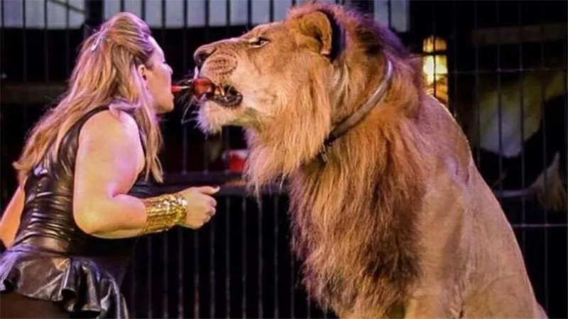 أسود غاضبة تهاجم مدربيها.. «سلطان» قتل الحلو وكوتا ينجو من الموت بأعجوبة
