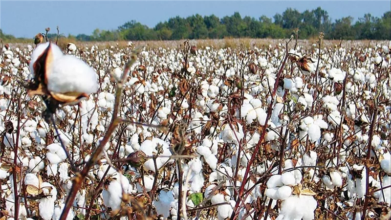 خريطة جديدة لزراعة القطن المصري بالموسم الصيفي.. ضوابط مشددة لحماية الأصناف