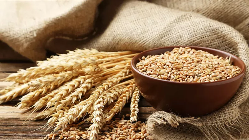 لزيادة الإنتاجية.. الحكومة تحدد سعر أردب القمح وتوجه رسالة للمزارعين