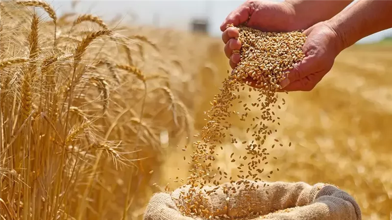 الزراعة: 3.1 مليون فدان المساحة المنزرعة بالقمح.. والإنتاجية 10 ملايين طن 
