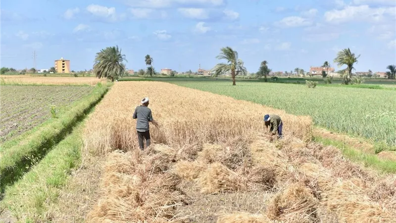التموين: بدء توريد القمح المحلي رسميًا 15 أبريل بجميع المحافظات
