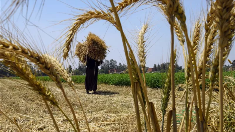تموين الإسكندرية: استقبال أكثر من 3 آلاف طن من الأقماح المحلية