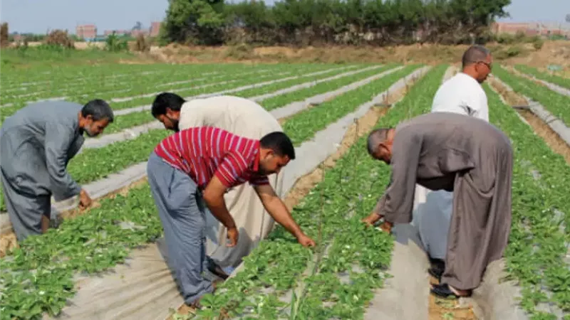 كل ما تريد معرفته عن خدمات كارت الفلاح.. اعرف الشروط وطرق التسجيل