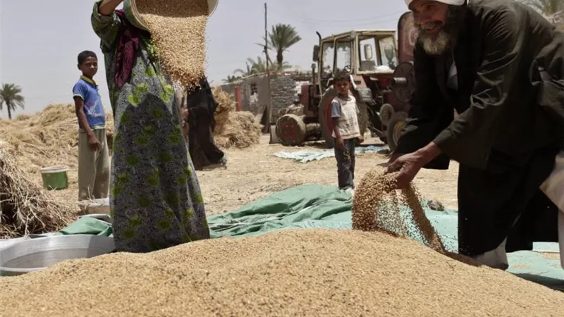 وزارة التموين : بدء موسم توريد القمح المحلي وتجهيز ‏‏420 نقطة تجميع