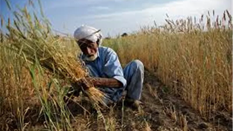 حماية المستهلك والفلاح.. البرلمان يلاحق الشائعات والمخالفات في القطاع الزراعي