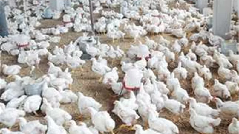 بسبب انخفاض أسعار البيض.. رئيس شعبة الدواجن يحذر من انسحاب صغار المنتجين