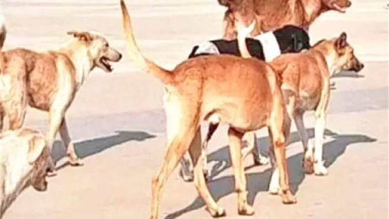 ظاهرة انتشار الحيوانات الخطرة بالشوارع.. تحرك عاجل من البرلمان