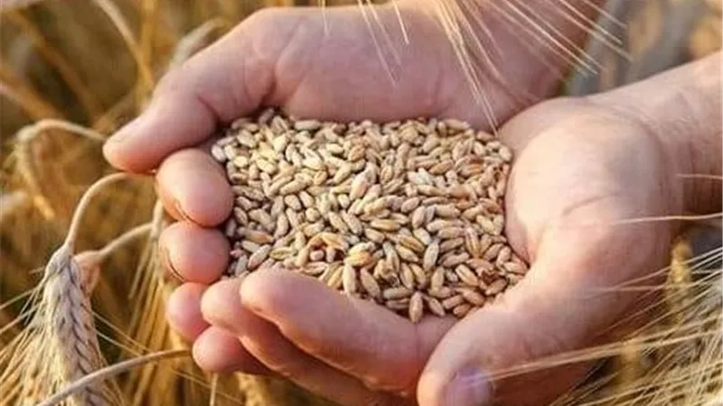 وزير التموين: عملية توريد القمح المحلي تسير بوتيرة مبشّرة
