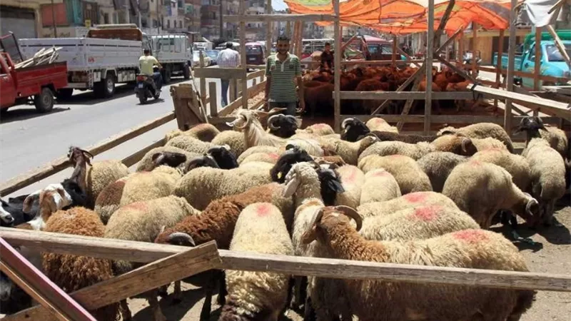 استعدادًا لعيد الأضحى.. افتتاح 21 شادرًا لبيع الخراف الحية في المحافظات