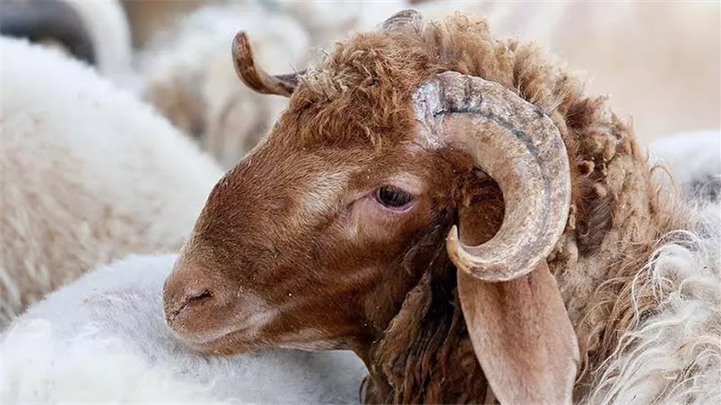 عيد الأضحى 2025.. آداب شرعية في عشر ذي الحجة لمن يعتزم الأضحية