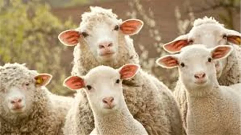 ما أفضل وقت لذبح الأضحية في عيد الأضحى؟.. دار الإفتاء تُجيب