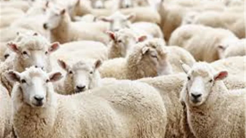 هل يجوز ادخار لحوم الأضاحي وتوزيعها طوال العام؟.. دار الإفتاء تُجيب