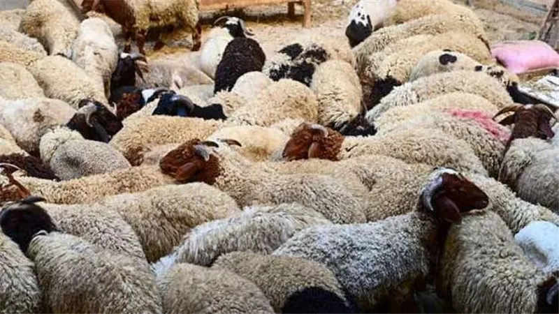 ما حكم التضحية بماشية طرأ عليها عيب قبل الذبح؟.. الإفتاء تُجيب