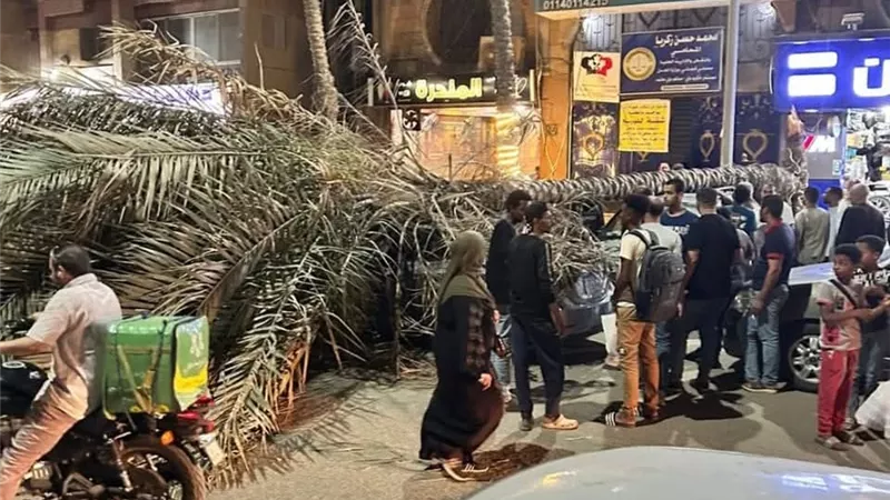 تسببت في شلل مروري.. سقوط نخلة على عدد من السيارات في شارع اللبيني بفيصل