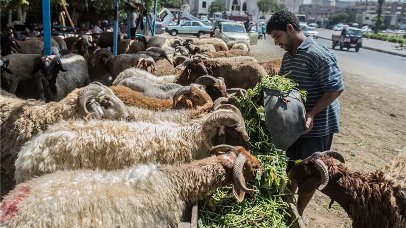 غرامة 5 آلاف جنيه.. «الجيزة» تعلن حظر نقل وحفظ جلود الأضاحي دون تصريح