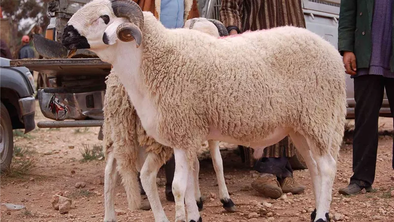 قبل عيد الأضحى.. ما هي شروط الأضحية الشرعية؟