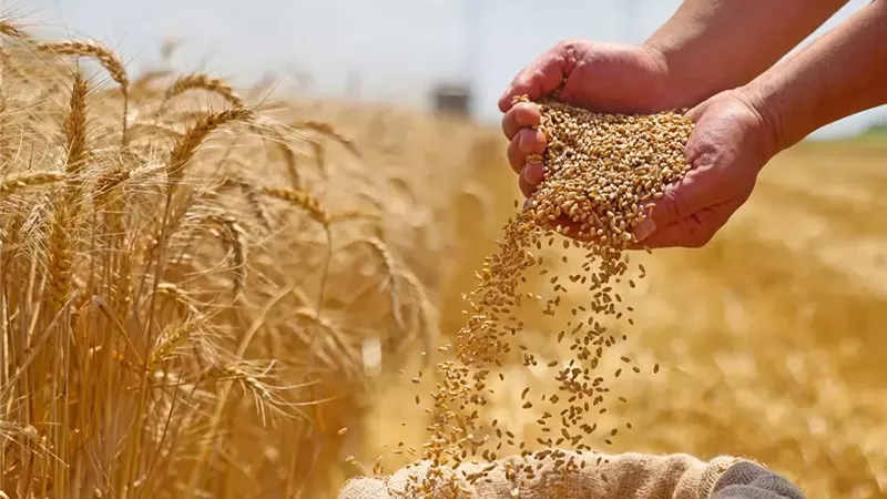 وزير الزراعة : مصر في طريقها لتحقيق الاكتفاء الذاتي من القمح 