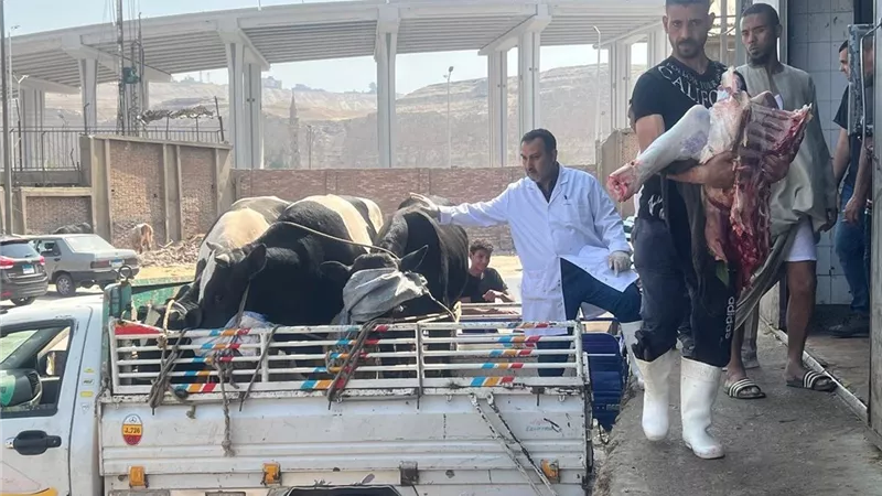 بسبب المواشي في عيد الأضحى المبارك.. احذر عقوبة تعطيل الطرق