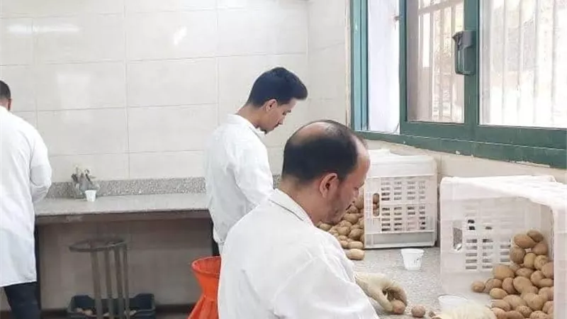  الزراعة: فحص  1.3 مليون طن بطاطس المائدة  معدة للتصدير للخارج 