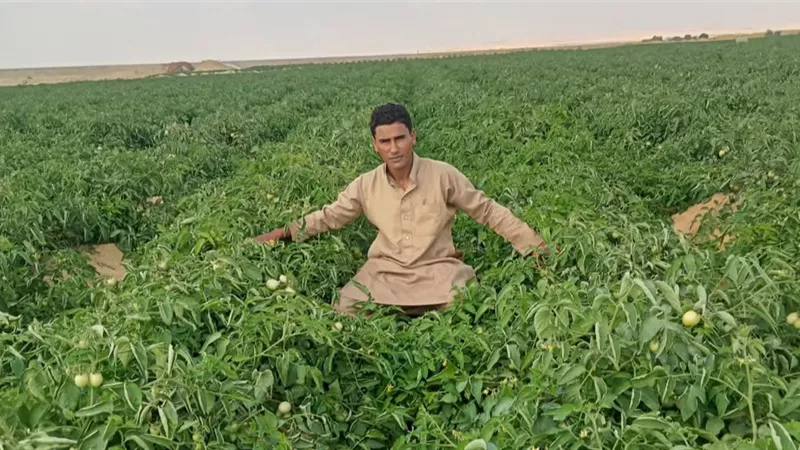 أخفوا الجثمان داخل صوبة زراعية.. كواليس القبض على المتهمين بقتل شاب داخل مزرعة بطريق الضبعة| خاص 