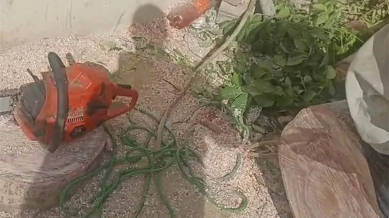 ضبط مواطن أثناء قطع شجرة عمرها 15 عامًا في العوامية بالأقصر