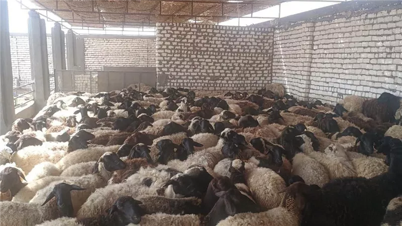 110 آلاف و832 رأس ماشية تتلقى التحصينات ضمن الحملة القومية بالمنيا