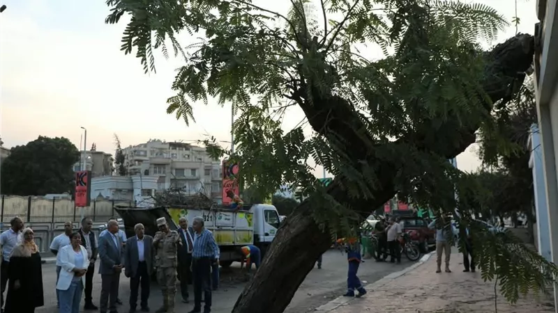 بعد سقوطها على عقار بمصر الجديدة.. نقل شجرة عملاقة وإعادة زراعتها