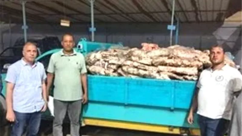 ضبط 1.6 كيلو لحوم فاسدة قبل طرحها بالأسواق في طامية