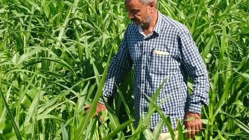 رصد إصابة محدودة بدودة الحشد الإفريقية في حقول بالأقصر