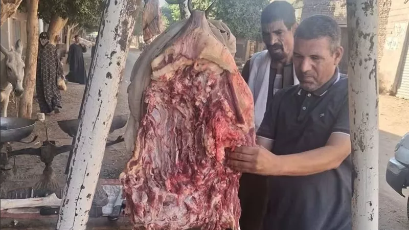 10 محاضر وضبط 1.5 طن لحوم ودواجن خلال حملات بالمنيا