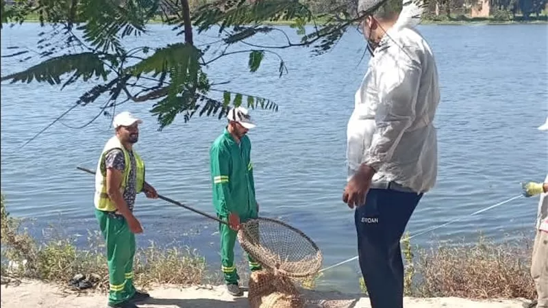 محافظ الدقهلية يتابع حملة لمواجهة الكلاب الضالة بميت غمر استجابة لشكاوى الأهالي