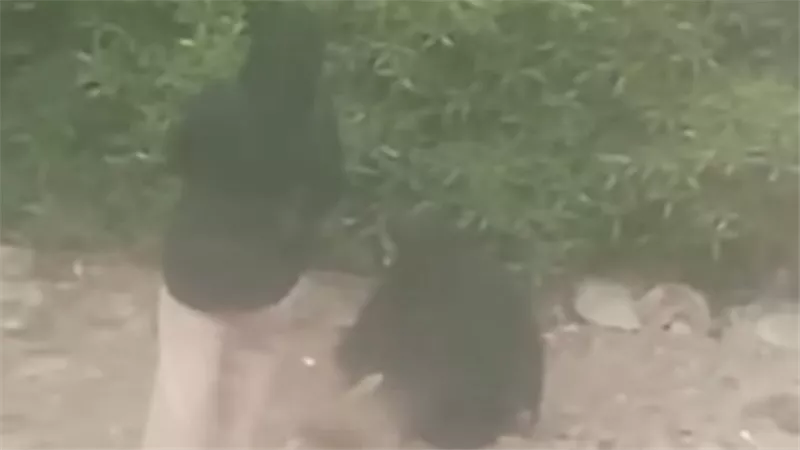 فيديو مرعب.. سيدتان تضعان طفلًا داخل حفرة وتغطيانه بالتراب