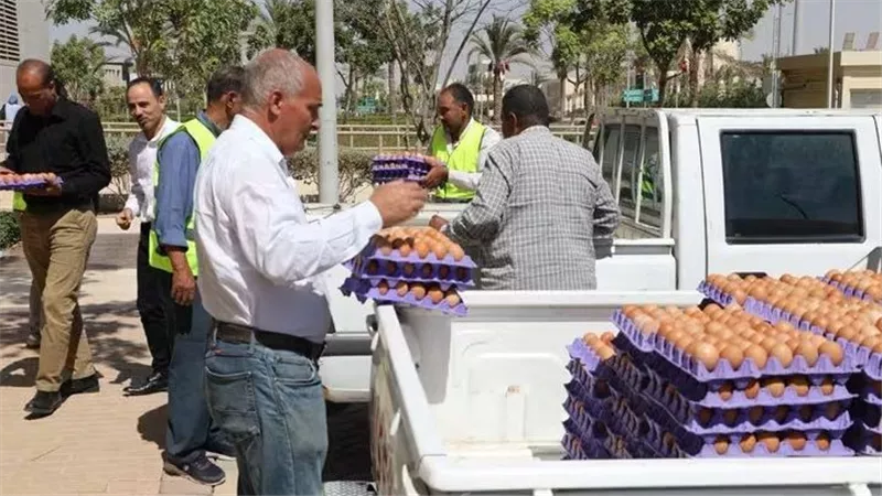 الزراعة تطرح بيض المائدة بتخفيضات 25% في القاهرة والجيزة والعاصمة الجديدة