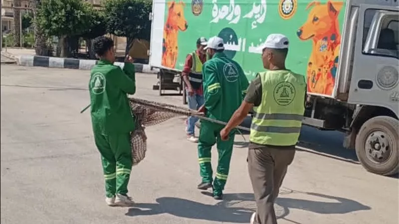 محافظ الدقهلية يتابع حملات مواجهة الكلاب الضالة بمدينة جمصة