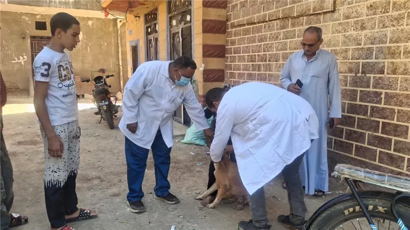 محافظ سوهاج يوجه بالتعامل مع واقعة عقر 11 شخصًا وتوفير الأمصال للمصابين