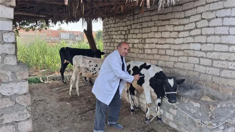 المنيا تحصن 180 ألفًا و781 رأس ماشية ضد الحمى القلاعية والوادي المتصدع