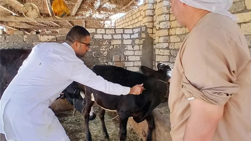 تحصين 45 ألف رأس ماشية و50 كلبًا حرًا.. «بيطري الإسماعيلية» يعلن الحرب على الأوبئة