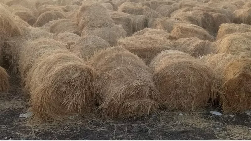انخفاض الحرق المكشوف 24.8% وتجميع 1.2 مليون طن من قش الأرز