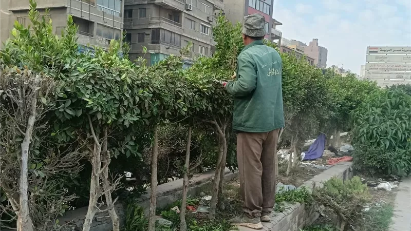 الجيزة تتوسع في التشجير.. زراعة أشجار جديدة وتهذيب الأسوار النباتية بشارع الهرم
