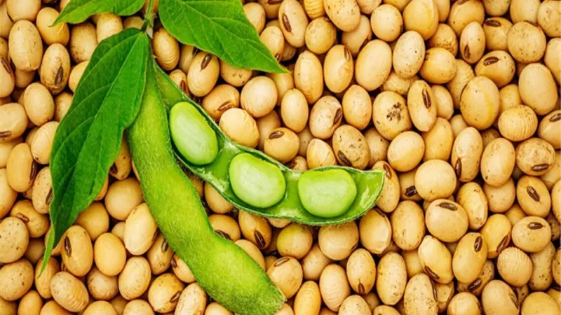 196 مليون دولار صادرات مصر من زيت فول الصويا بنمو 50%