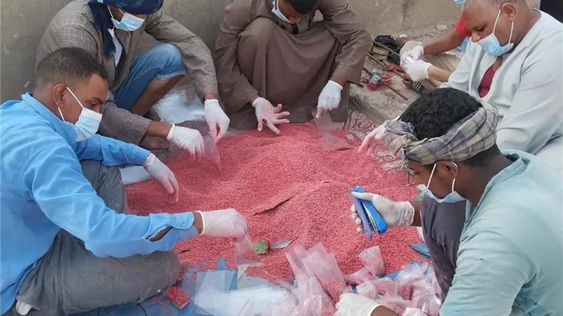 لمواجهة فئران الغيط.. زراعة الأقصر تكثف حملاتها بالبر الغربي للأسبوع الثاني لحماية المحاصيل