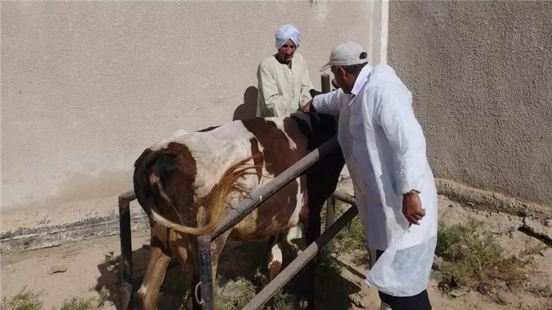 بيطري الإسماعيلية: تحصين 47 ألف رأس ماشية ضد الحمى القلاعية والوادي المتصدع