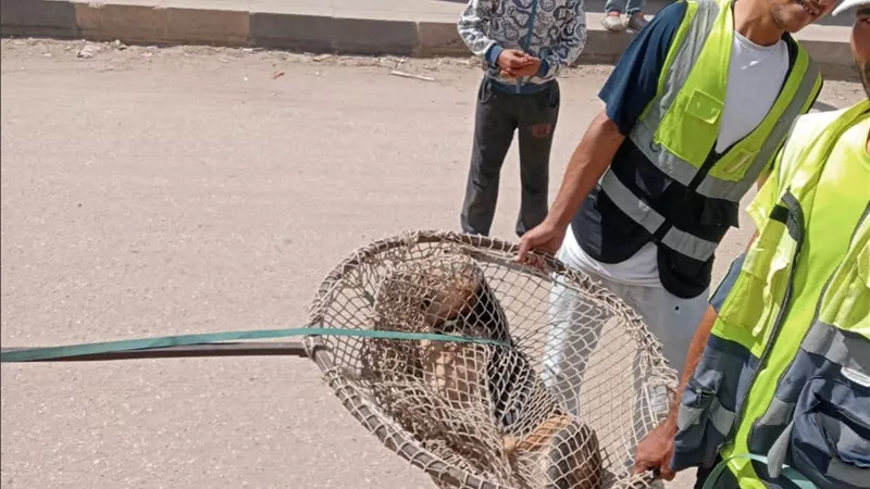 سيارات مجهزة وأطباء.. محافظ الدقهلية يتابع حملات مواجهة الكلاب الضالة بميت غمر