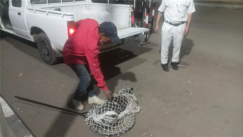 كلب ضال يعقر 3 مواطنين بينهم طفل بالأقصر.. حملة أمنية وبيطرية تنجح في الإمساك به بأرمنت