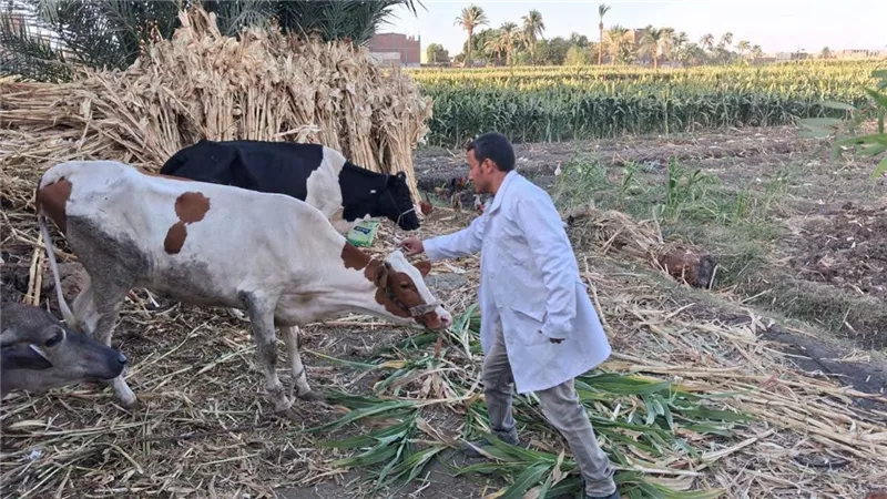 تحصين 185 ألف رأس ماشية بالمنيا ضد الحمى القلاعية وحمى الوادي المتصدع