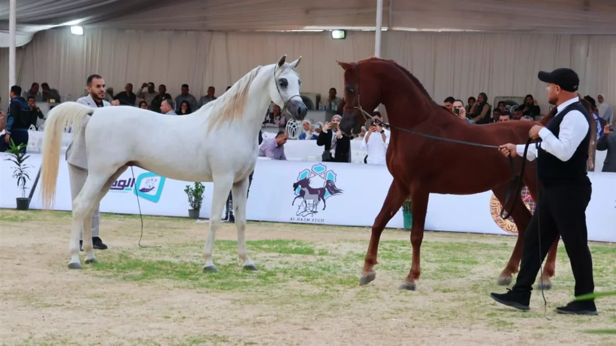 فاعليات المهرجان&nbsp;