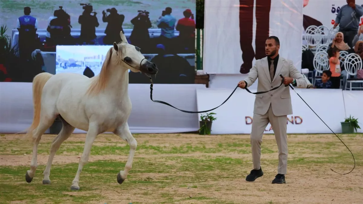 فاعليات المهرجان&nbsp;