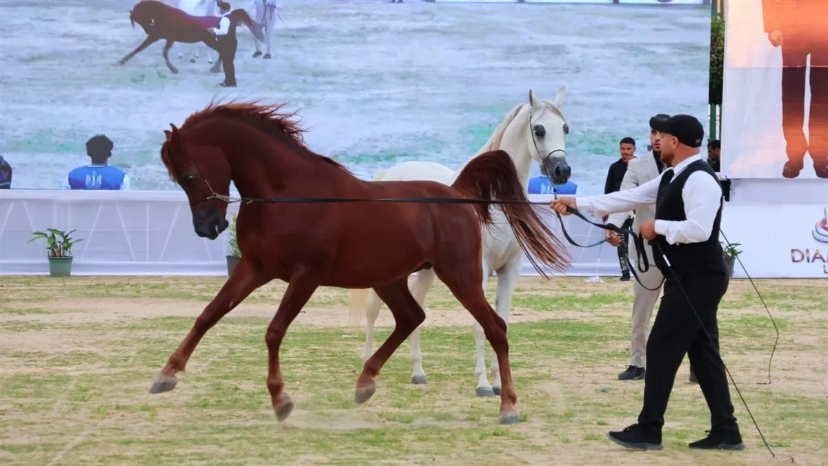فاعليات المهرجان&nbsp;