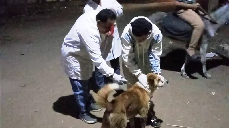 تحصين 27 كلبًا خلال حملة بيطرية مكبرة بمركز ساقلتة