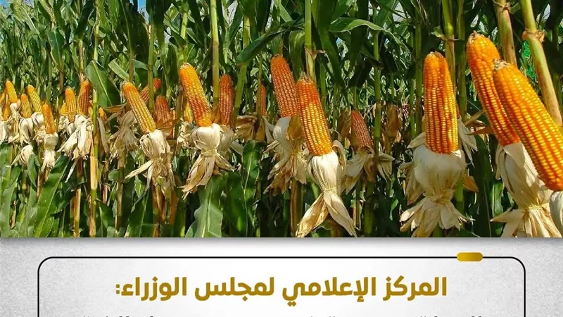 الحكومة تنفي وقف دعم الذرة الشامية وتؤكد استمرار الحوافز للمزارعين